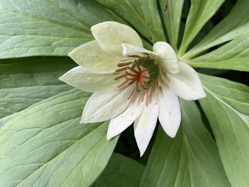 Kinugasa japonica iNat (3)