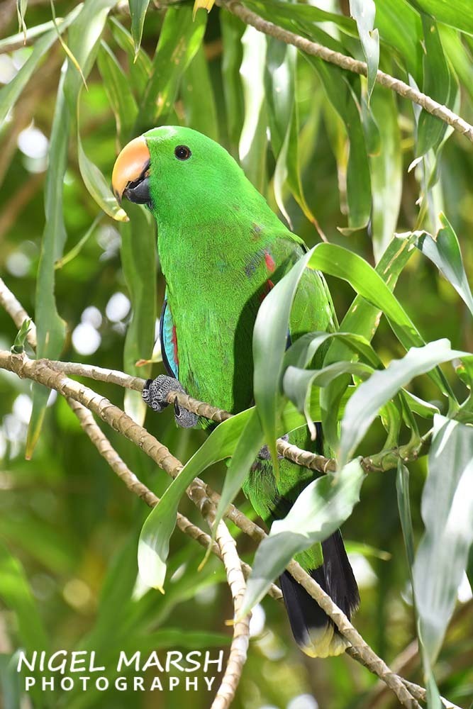 Eclectus Parrot from Kavieng District, Papua New Guinea on August 18 ...