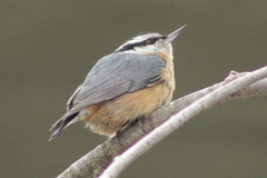 Sitta canadensis