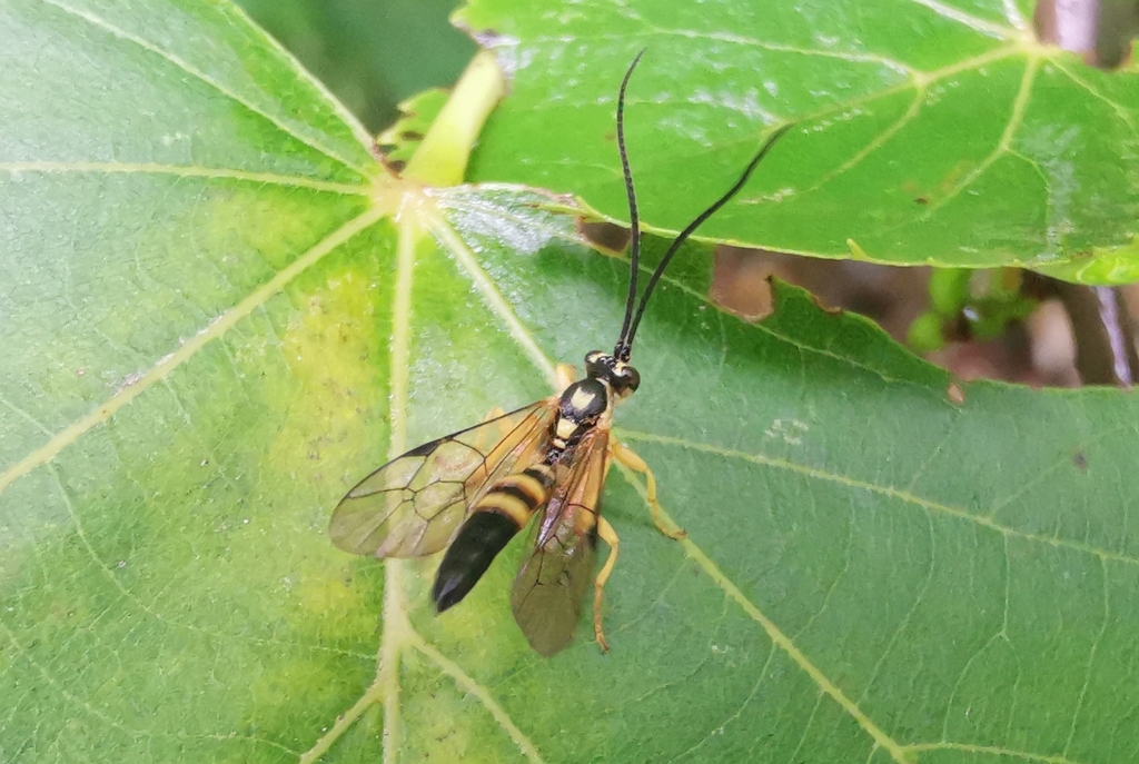 Aoplus confirmatus