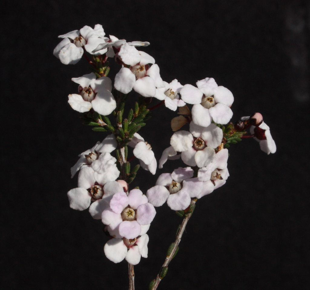 Rinzia affinis