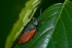 Pseudocalaspidea cassidea