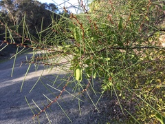 Hakea trifurcata