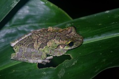 Osteocephalus buckleyi