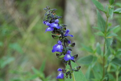 Salvia stachydifolia