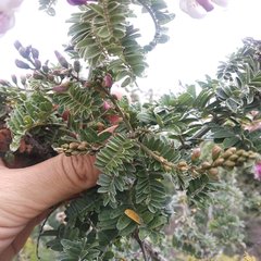 Coursetia grandiflora