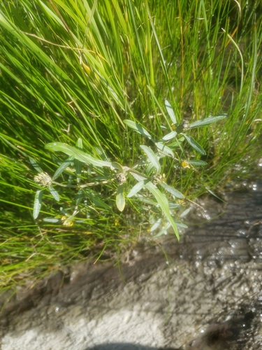 Image of Bidens hyperborea by (c) simonpesant, some rights reserved (CC BY)