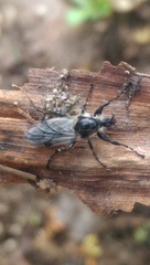 Bibio albipennis