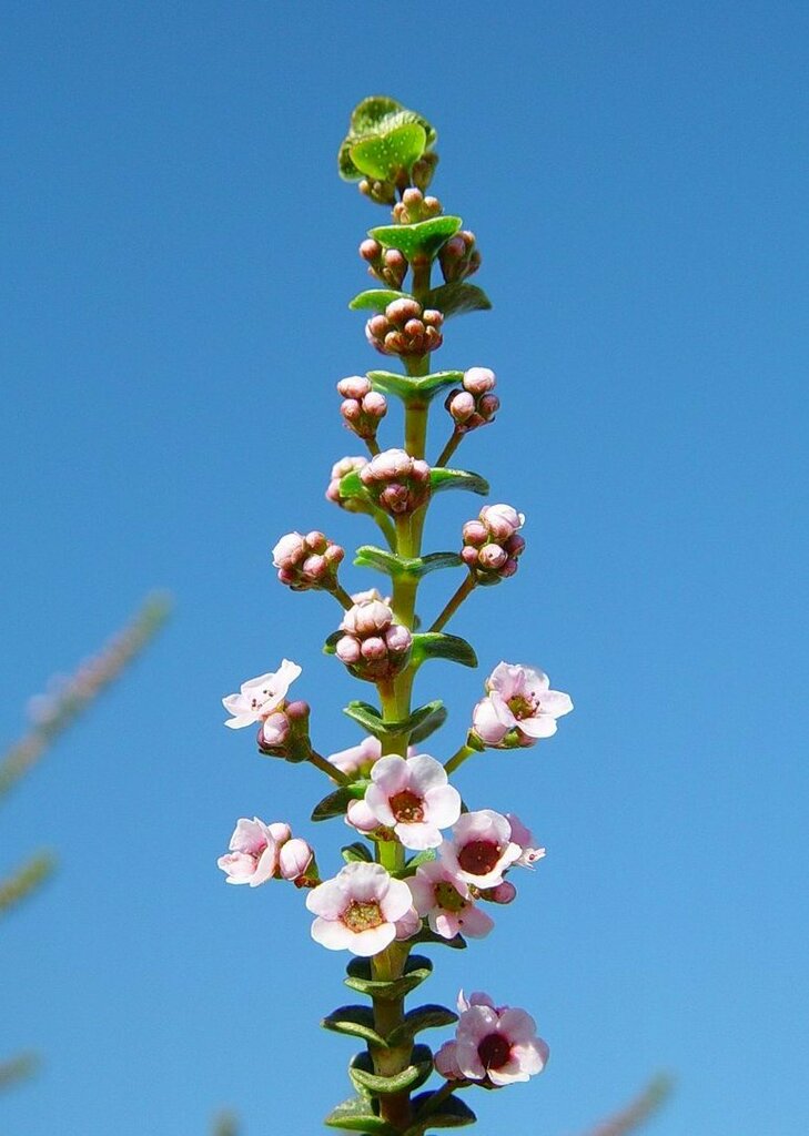 Scholtzia pentamera