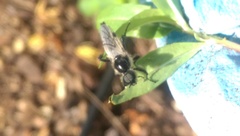 Bibio albipennis