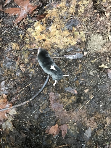 iNaturalist observation photo of Northern Broad-footed Mole