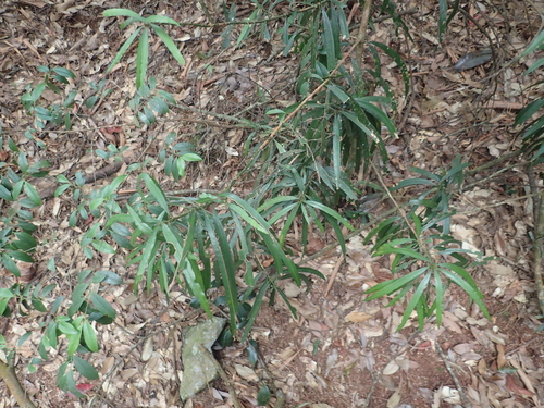 Image of Thitmin (Podocarpus fasciculus) by (c) 呂一起(Lu i-chi), some rights reserved (CC BY)