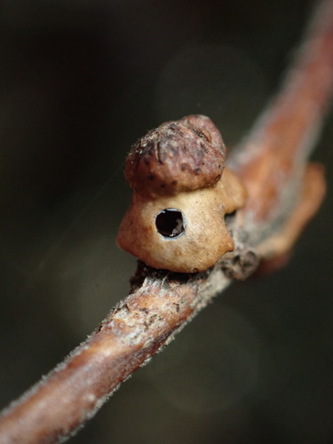 Clasping Twig Gall Wasp photo 4