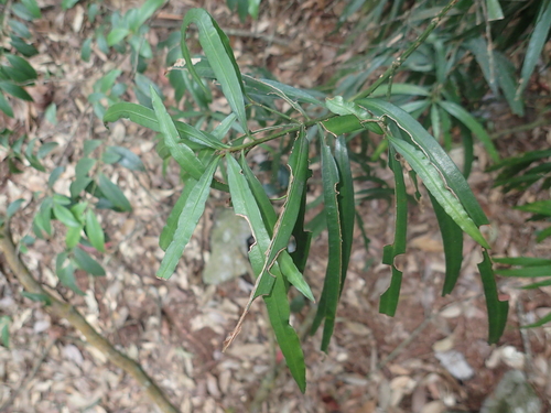 Image of Thitmin by (c) 呂一起(Lu i-chi), some rights reserved (CC BY)