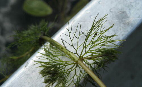 Image of Bidens beckii by (c) rboles, some rights reserved (CC BY)
