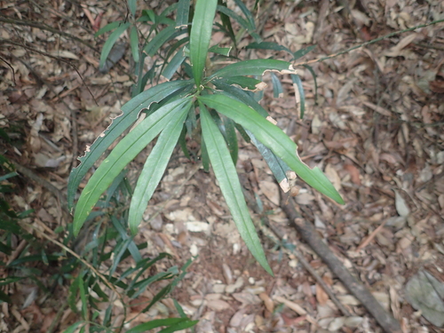 Image of Thitmin (Podocarpus fasciculus) by (c) 呂一起(Lu i-chi), some rights reserved (CC BY)