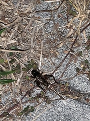 Gryllus rubens