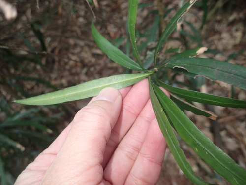Image of Podocarpus fasciculus by (c) 呂一起(Lu i-chi), some rights reserved (CC BY)