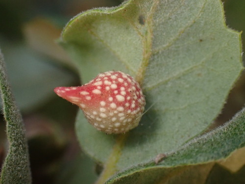 Beaked Twig Gall Wasp photo 3