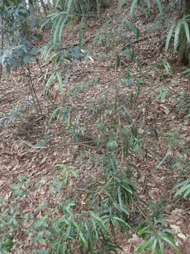 Image of Podocarpus fasciculus by (c) 呂一起(Lu i-chi), some rights reserved (CC BY)