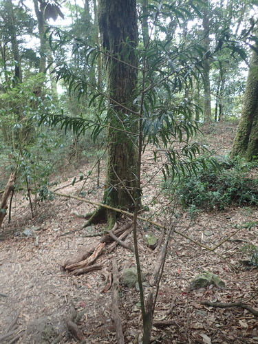 Image of Podocarpus fasciculus by (c) 呂一起(Lu i-chi), some rights reserved (CC BY)