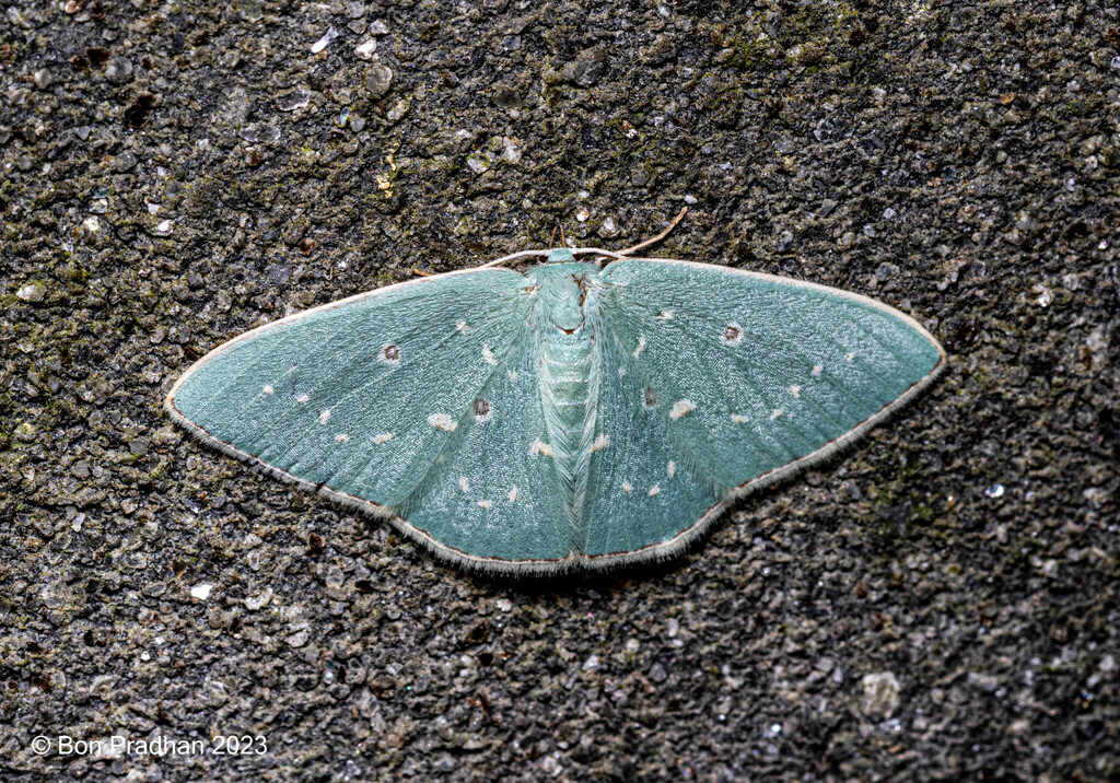 Comostola maculata
