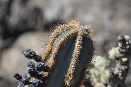 Cipocereus laniflorus