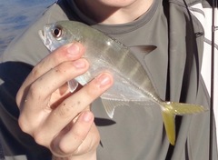 Horse-eye Jack