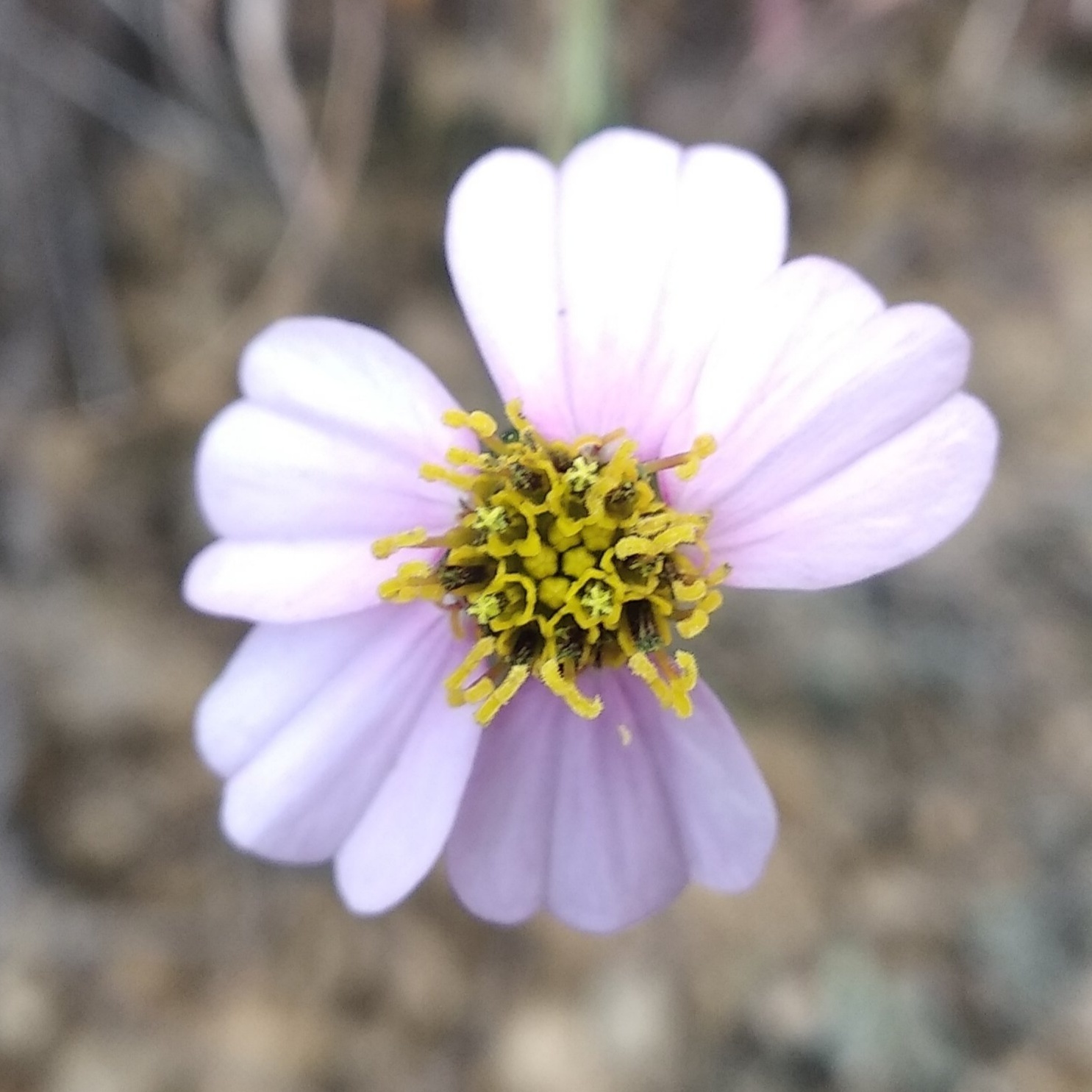 Tridax angustifolia image