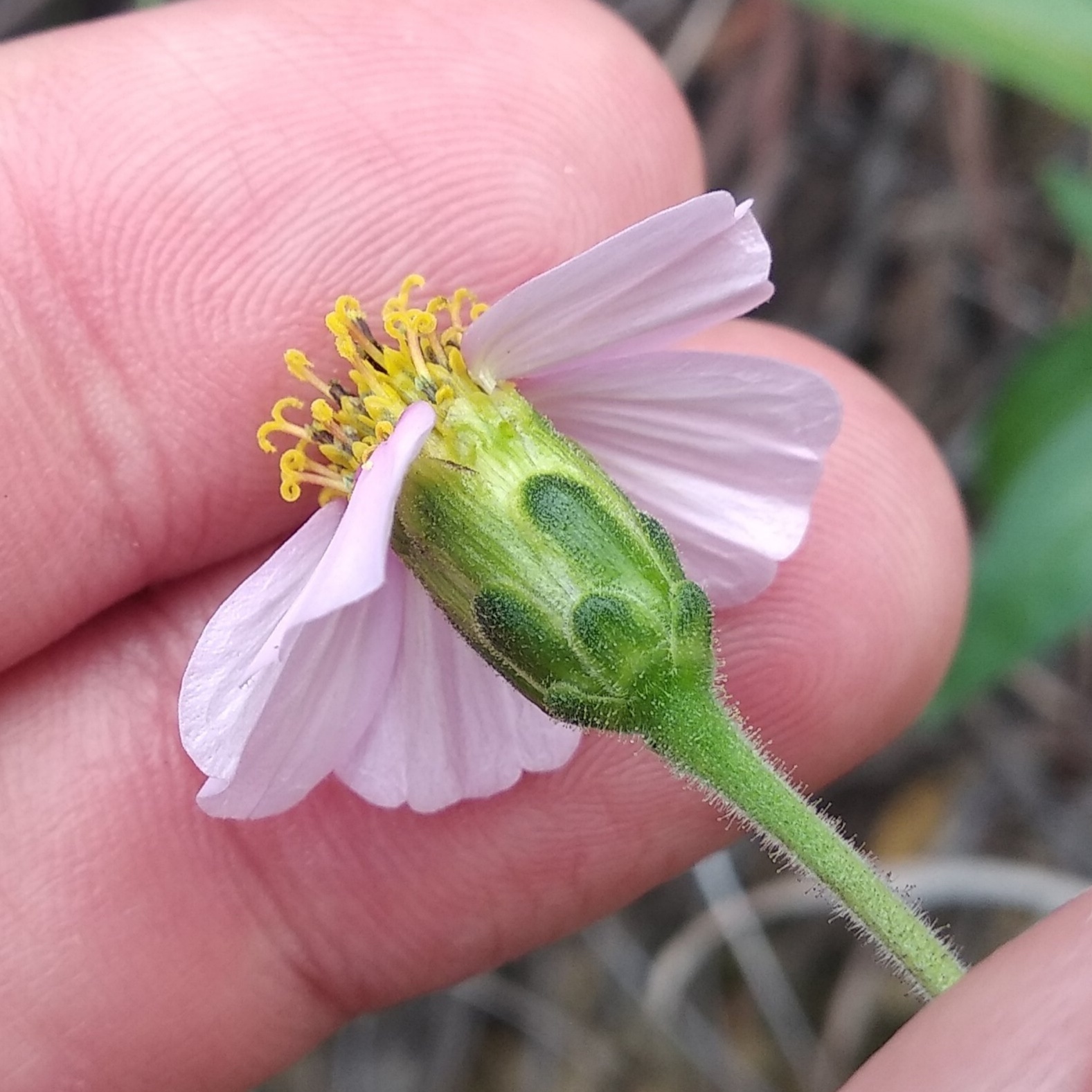 Tridax angustifolia image
