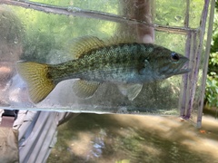 Redeye Bass photo 5