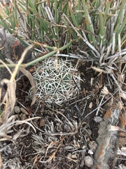 Coryphantha erecta