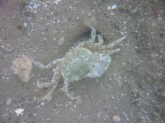 Cyrtograpsus altimanus