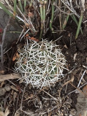 Coryphantha erecta