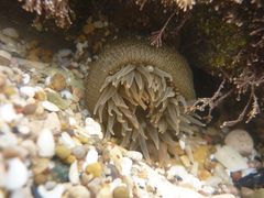 Bunodosoma zamponii