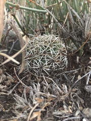 Coryphantha erecta