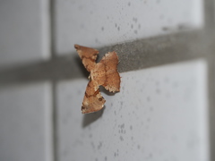 Corymica deducta