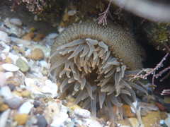 Bunodosoma zamponii