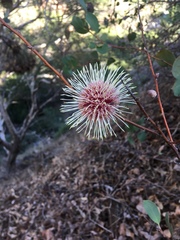 Hakea laurina