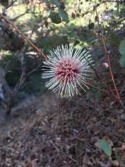 Hakea laurina