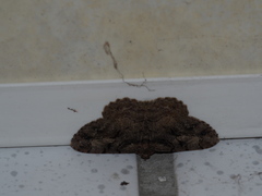 Psilalcis pulveraria