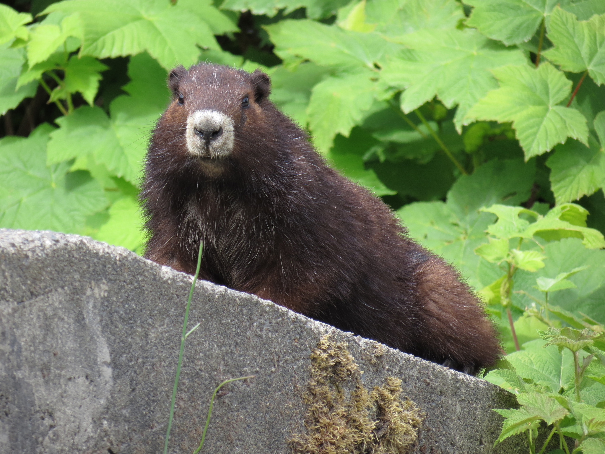 Marmot breton hotsell