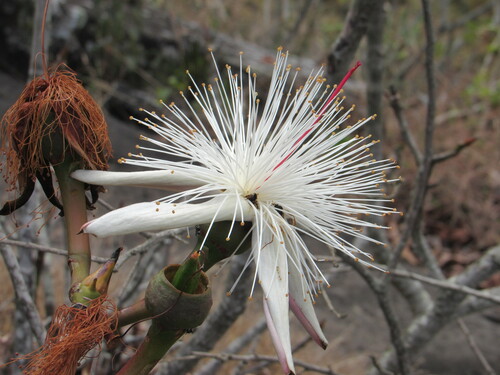 Pseudobombax petropolitanum A.Robyns 3