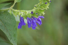 Salvia stachydifolia