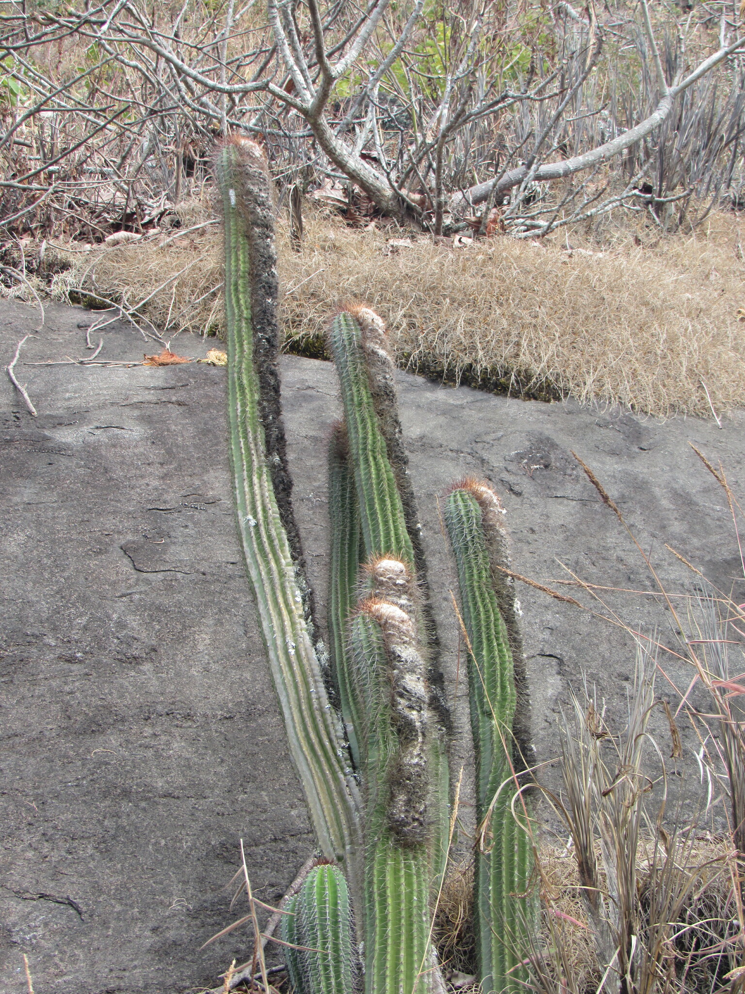 Coleocephalocereus fluminensis