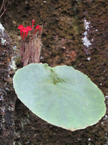 Sinningia tuberosa