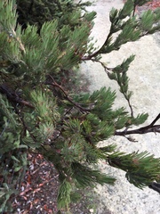 Adenanthos cygnorum
