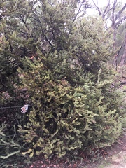 Adenanthos cygnorum