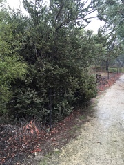 Adenanthos cygnorum