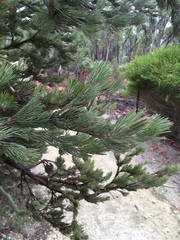 Adenanthos cygnorum
